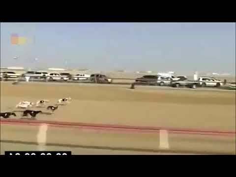 Unbelievable Dog race in dubai