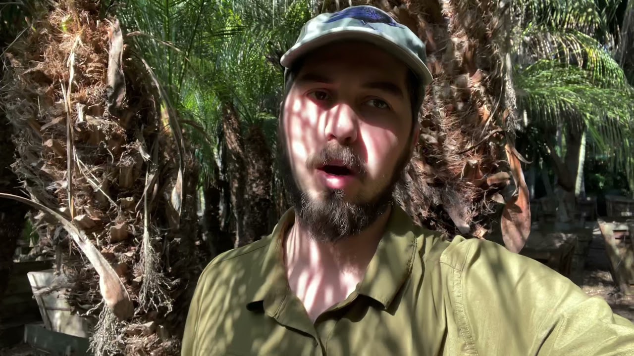 How Much Does A Fully Grown Palm Tree Cost EN General