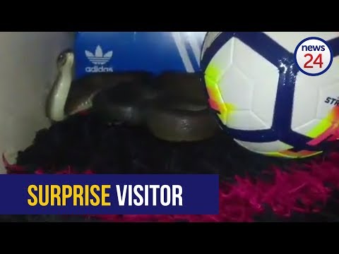 WATCH: Black mamba finds a home in living room