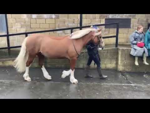 cm chat media video 1:eeb6d695 cbf3 5ee3 b2cb b2d86c12138f:321:4:0 2