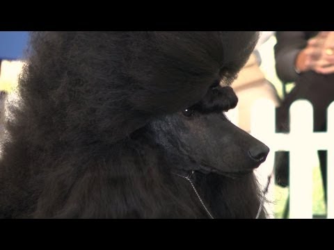 Around The Dog World - Best of 2013 (Ep 27)