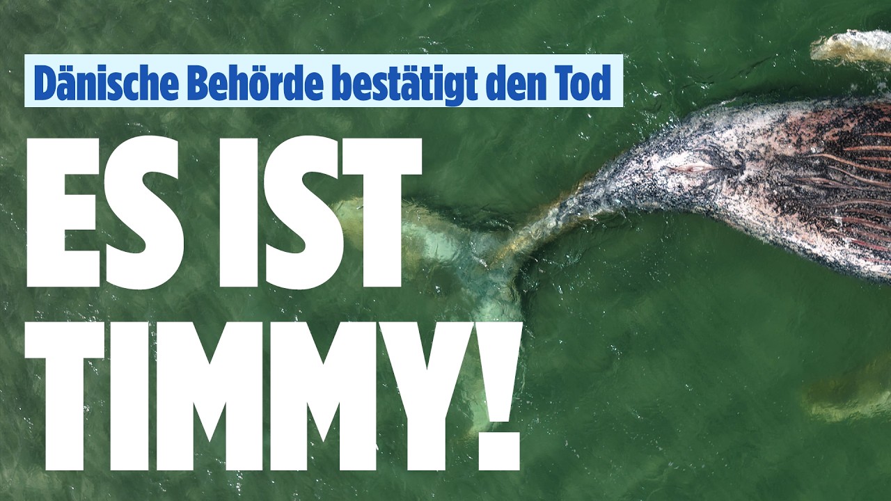 OSTSEE-WAL: Timmys lange Reise kommt zum tragischen Ende