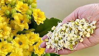 Dies ist ein wahrer Schatz für alle Ihre Pflanzen! Geeignet für KALANCHOE, ORCHIDEE und weitere🌺