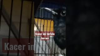 Download lagu kacer masteran ga takut kamera..!! #animal #viral #kacergacor #kacermania #mongolian lark gacor mp3 Download lagu kacer masteran ga takut kamera..!! #animal #viral #kacergacor #kacermania #mongolian lark gacor mp3