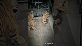 Download lagu kucing vs harimau mp3 Download lagu kucing vs harimau mp3