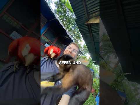 In diesem Hostel in Kolumbien (Amazonas) lebst du mit Affen und Papageien