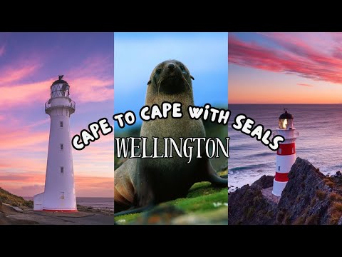 Two capes in a one day | Cape Palliser 🛟 + Seal Beach 🦭 + Castlepoint🗺️