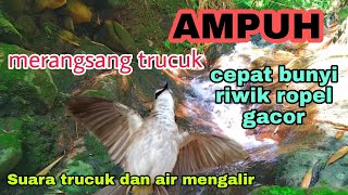 Download lagu Terapi trucuk macet bunyi agar rajin riwik ropel gacor mp3