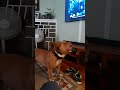 My Pitbull And His Reactions To J G Wentworth S Commercial BTW I Can Hum And Whistle Same Reaction
