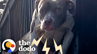Frost-Bitten Pittie Was So Scared When People Found Him | The Dodo Pittie Nation by The Dodo