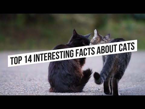 Top 14 Interesting Facts About Cats | Fact World
