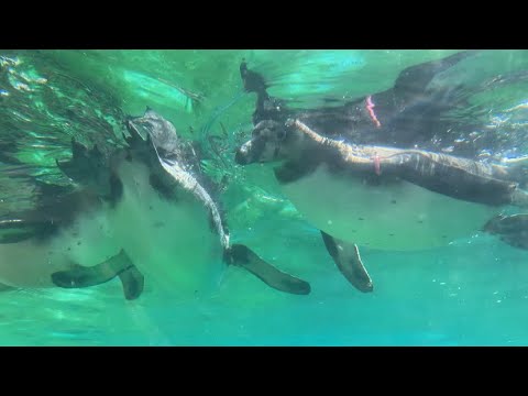 Three Humboldt Penguins at Copenhagen Zoo - 02/05/23