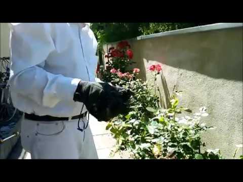 Garten Ulm 2019 Teil 4 (30.06.2019) - Rosen schneiden & Werkzeug reinigen