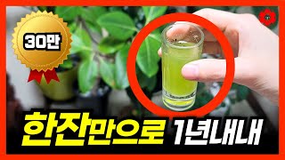 "뿌렸더니 식물이 너무 커져서 힘들어요" 겨울철 식물관리에 무조건 필수ㅣ5년 연구 끝에 탄생한 1년내내 싱싱…