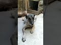 SAFKAN KANGAL YAŞLI KANGAL ANTİKA