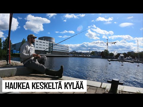 HAUKEA JA SÄRKIKALAA KESKELLÄ KAUPUNKIA - KIIKELINSAARI JA TORINRANTA - OULUN KALAPAIKAT