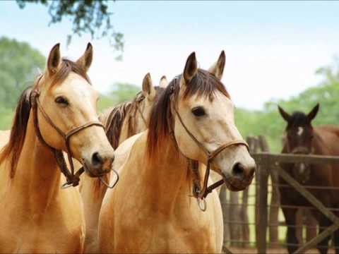 Teo Galindez UNA PARRANDA EN EL CIELO.wmv