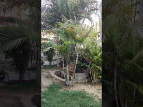 Karan Singh a promise in life