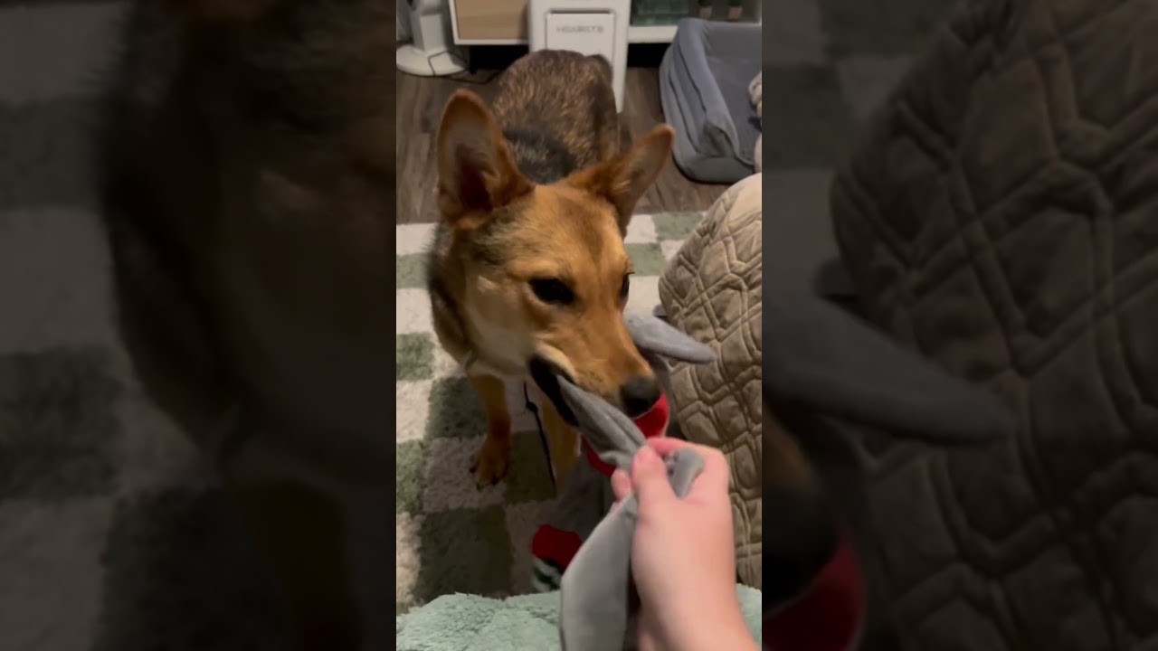 Enlarge Tukee, a Adoptable mixed breed in Phoenix, AZ video 2/6