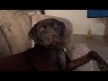 Back Talking Dog