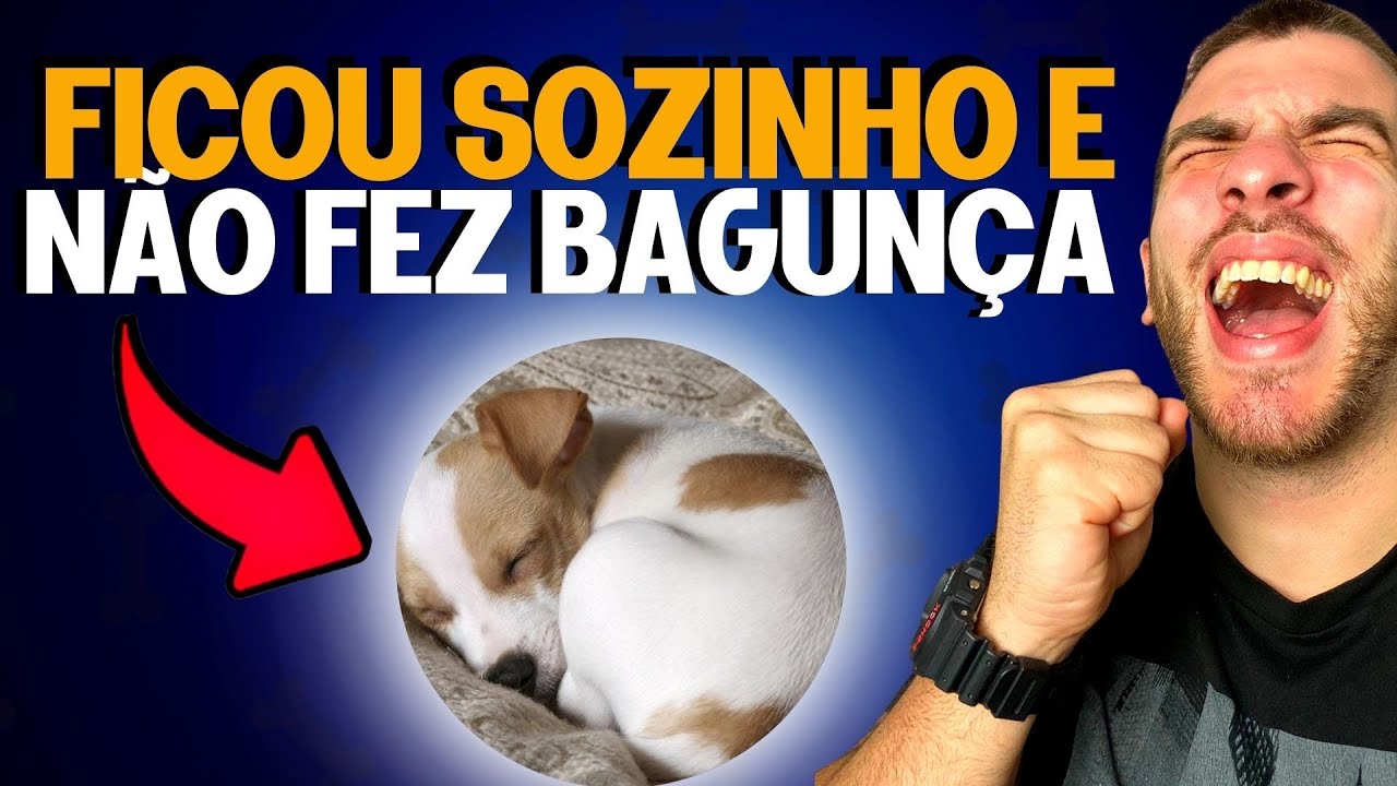 Como Deixar o Cachorro Sozinho Sem Ele Fazer Bagunça