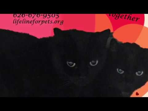 BLINKY & RAVEN, an adoptable Domestic Short Hair in Monrovia, CA_image-1