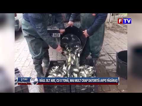 Râul Olt are, cu o tonă, mai mult crap datorită AVPS Făgăraș