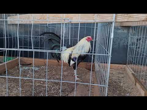 Pollos En Cruza Ray Hoskins Grey/Brown Red...