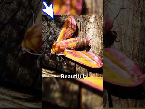 Incredible Rare Photos That Reveal Moments Few Have Witnessed | 276