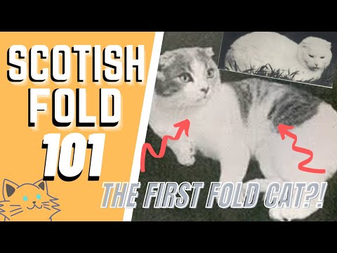 The Scottish Fold Cat 101 : Breed & Personality