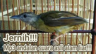 Download lagu Mp3 SUARA Pikat Burung Kapas tembak Di alam Liar 2020 mp3