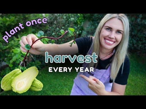 10 Perennial Edible CLIMBING VINES for productive vertical gardens 🌿