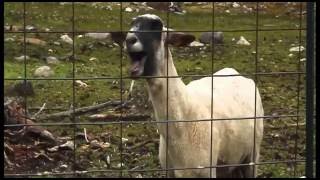 Maria Leal - Especial Goat Edition