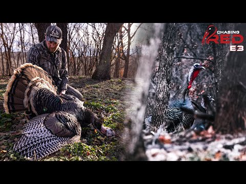 Moving On A Hardwoods Gobbler, Drake's 2nd Bird Of The 2024 Turkey Season #hunting #turkeyhunting