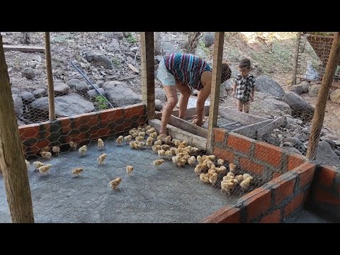 , title : 'mis  gallinas ponedoras ya creciendo con todos los poderes 😲'