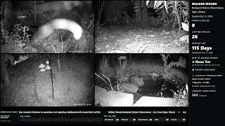 Walker Woods Nature Observatory – Live Backyard Wildlife Cam live webcam