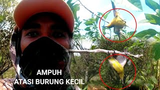 Download lagu trik pikat ‼️Pikat burung sogon yang sering dipikat mp3