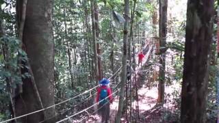 Amazon Suspension bridge