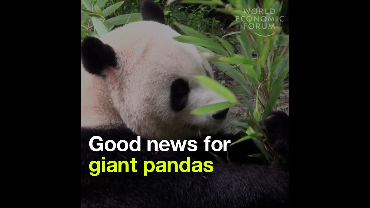 Good news for giant pandas - They are no longer considered endangered