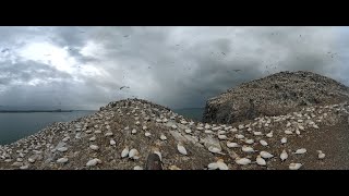 Bass Rock 360 Live Stream live webcam