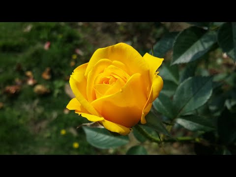 #𝘽𝙚𝙖𝙪𝙩𝙞𝙛𝙪𝙡 𝙁𝙡𝙤𝙬𝙚𝙧𝙨 | #Kalinga Ruwan