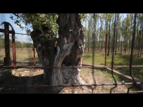 Salcia lui Petrache Lupu, din Maglavit