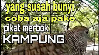 Download lagu Perkutut Lokal Gacor Pikat Merbok  kampung mp3