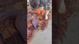 Download lagu Jellyfish, a High-Value Food from China. mp3