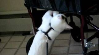 Bones Visit G. Grandma 02