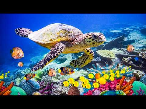 Gentle music, calms the nervous system & pleases the soul🌿Relaxing Music for Stress Relief, Relaxing