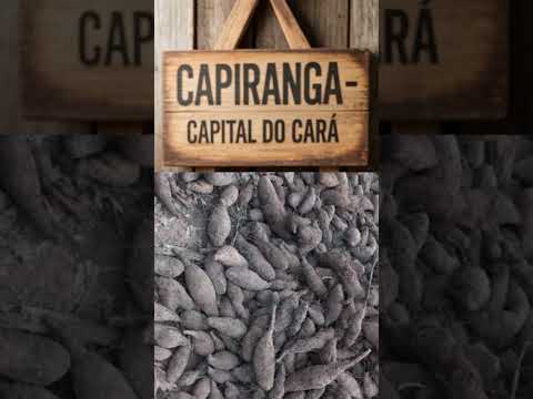 CAAPIRANGA- Música do Cará( Cará Roxo e Cará  Branco) #amazonas #cara #inhame #amazonense #forró