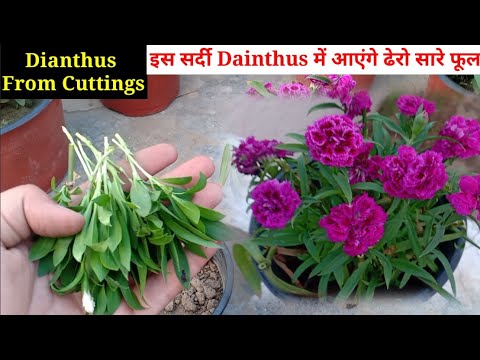 सिर्फ़ 5 दिन में लगाइए Dianthus Ki Cuttings ||  How To Grow Dianthus From Cuttings #DainthusSummer