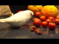 Duster The Budgie Playing Soccer And Counting Like The Count