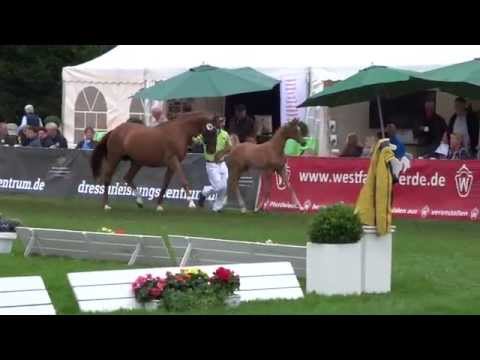 Deutsches Fohlenchampionat Lienen 2015 - Sezuan Stutfohlen